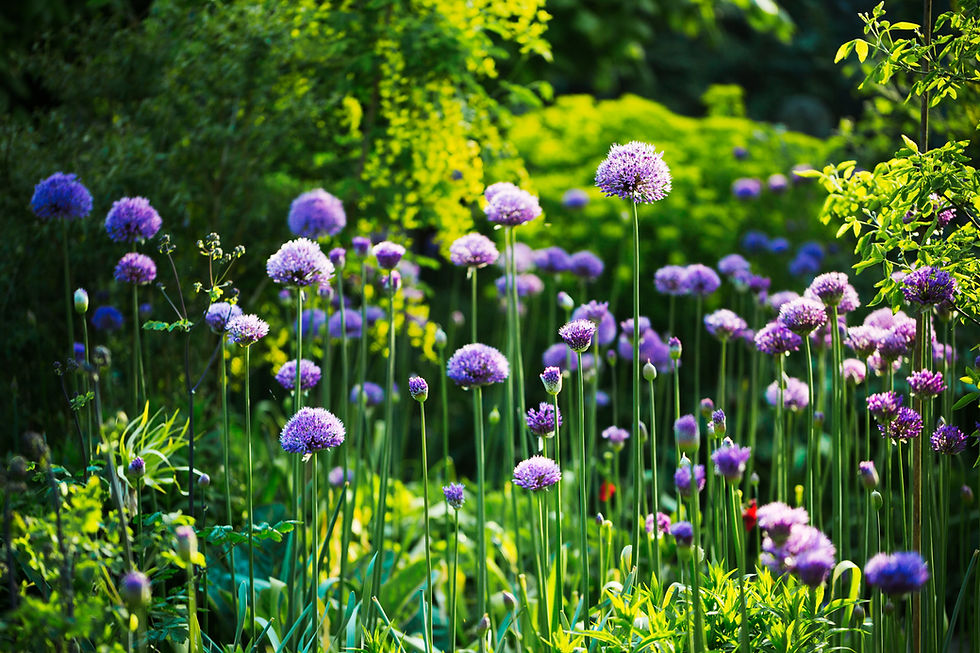 purple-allium-in-a-garden-2022-03-04-02-19-25-utc.jpg