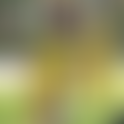 Nova Mutum empresta atacante destaque da Copinha ao Palmeiras