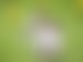 São Paulo goleia Mirassol e está na final do Paulistão