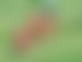 União vence o Gama por 3 a 0 e segue firme no G4