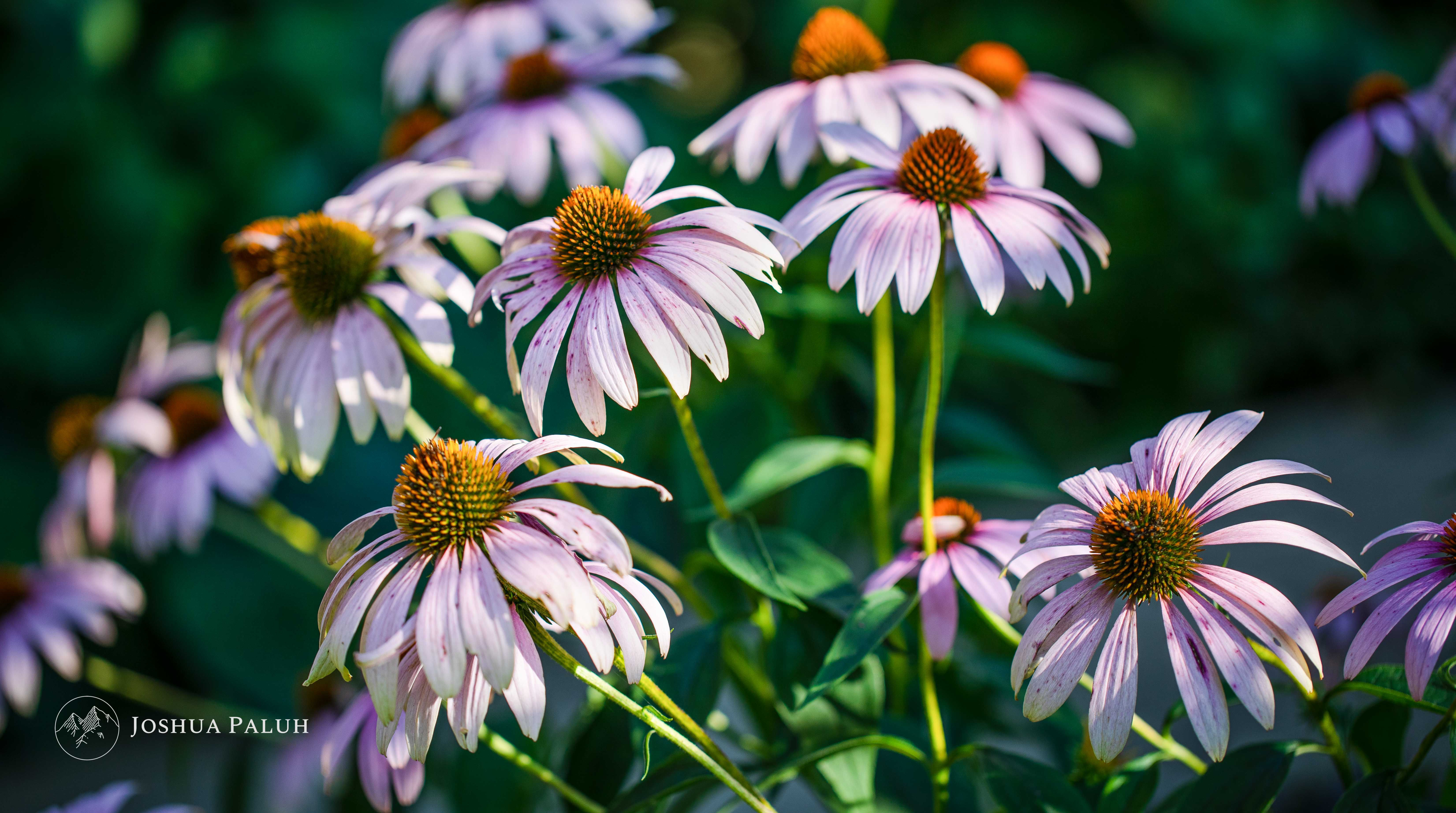 Purple Coneflowers