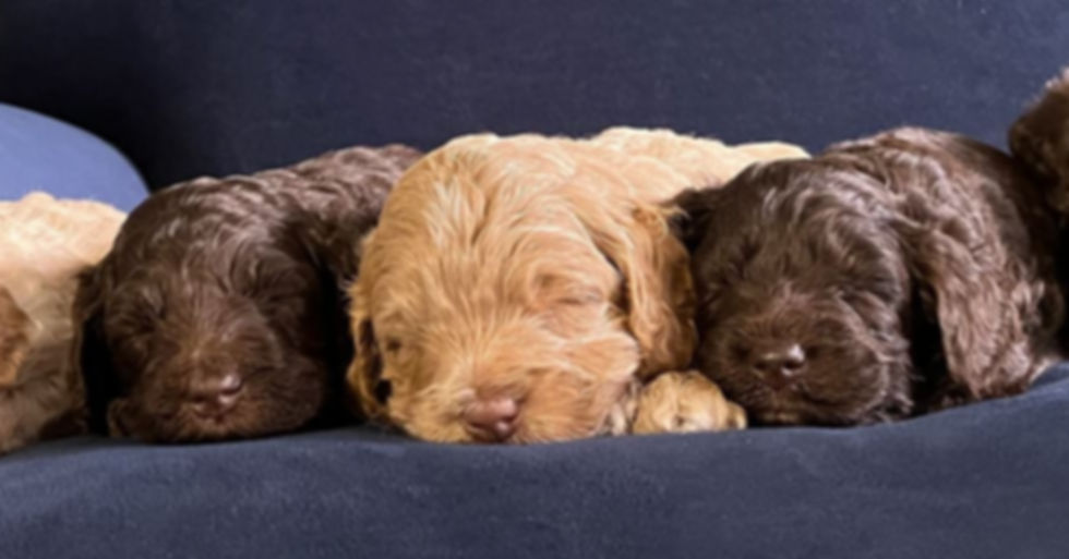 homepage_pups.JPG