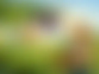 Szőlőmoly csapda kihelyezése tavasszal
