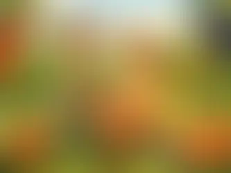 Ragacslapos rovarcsapda gyümölcsösbe
