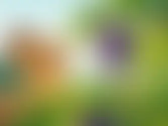 Szőlőmoly rajzás megfigyelése házikertben