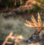 A dominant whitetail buck emerges from the South Texas brush.