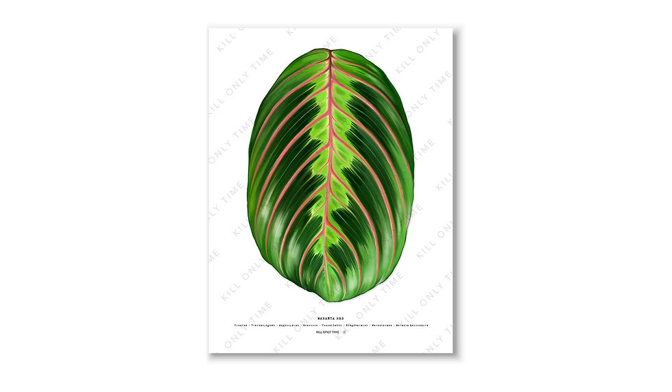 Thumbnail: Maranta Red Art Print