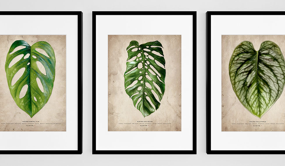 Thumbnail: Monstera Dubia Mature Art Print