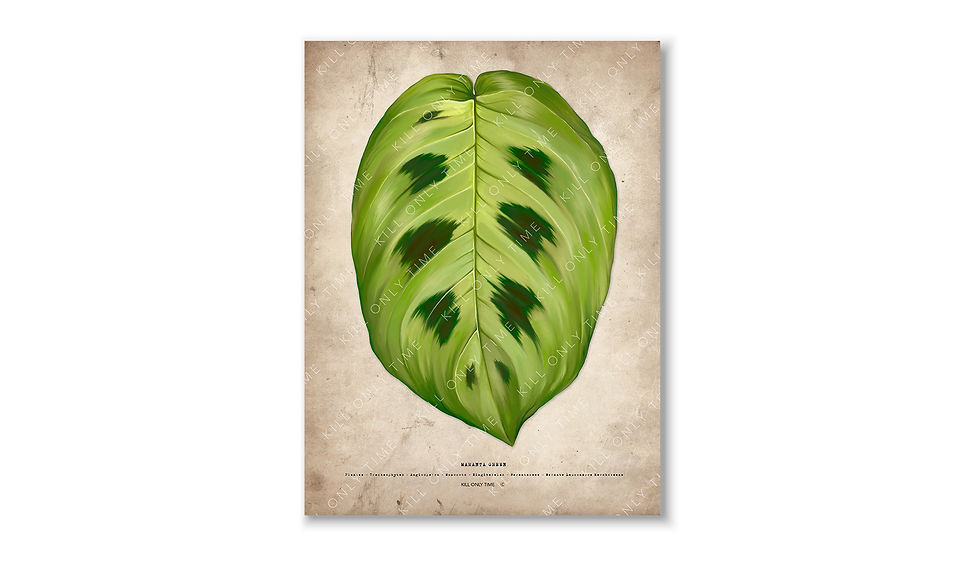 Thumbnail: Maranta Green Art Print