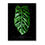 Thumbnail: Monstera Dubia Mature Art Print