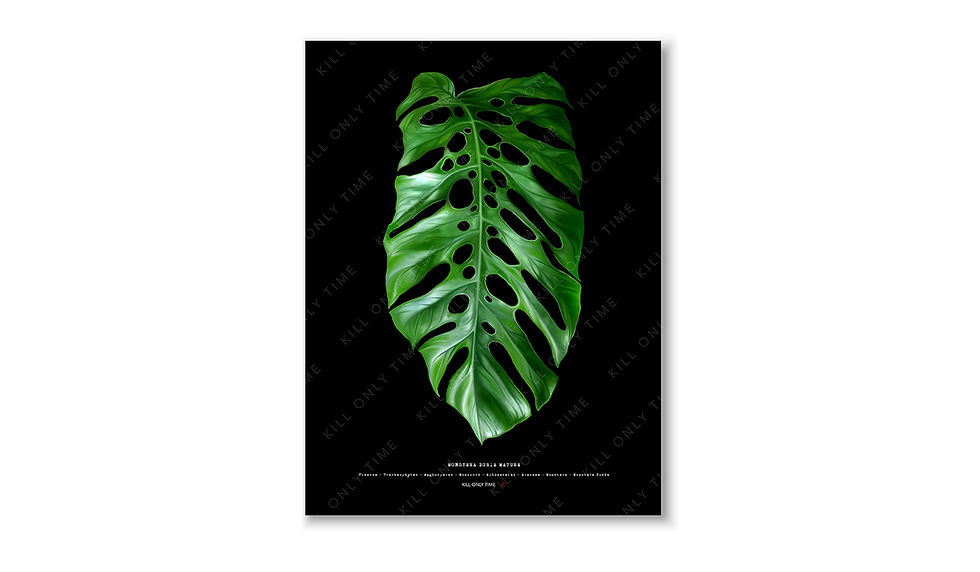 Monstera Dubia Mature Art Print