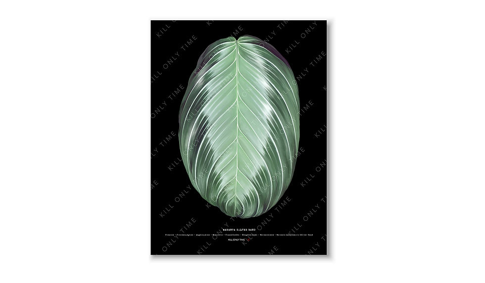 Maranta Silver Band Art Print
