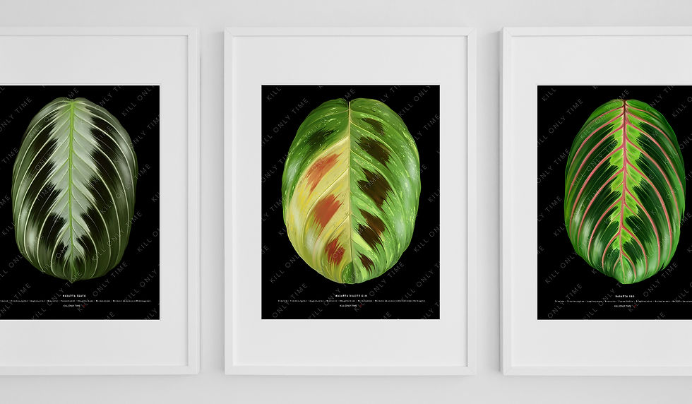Thumbnail: Maranta Beauty Kim Art Print