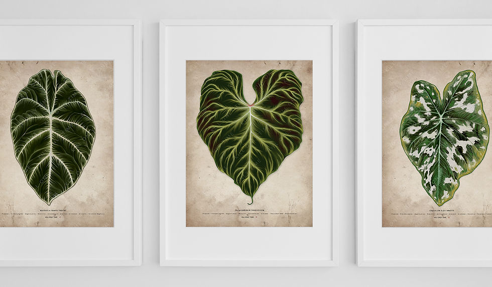 Thumbnail: Philodendron Verrucosum Art Print