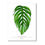 Thumbnail: Monstera Pinnatipartita Mature Art Print
