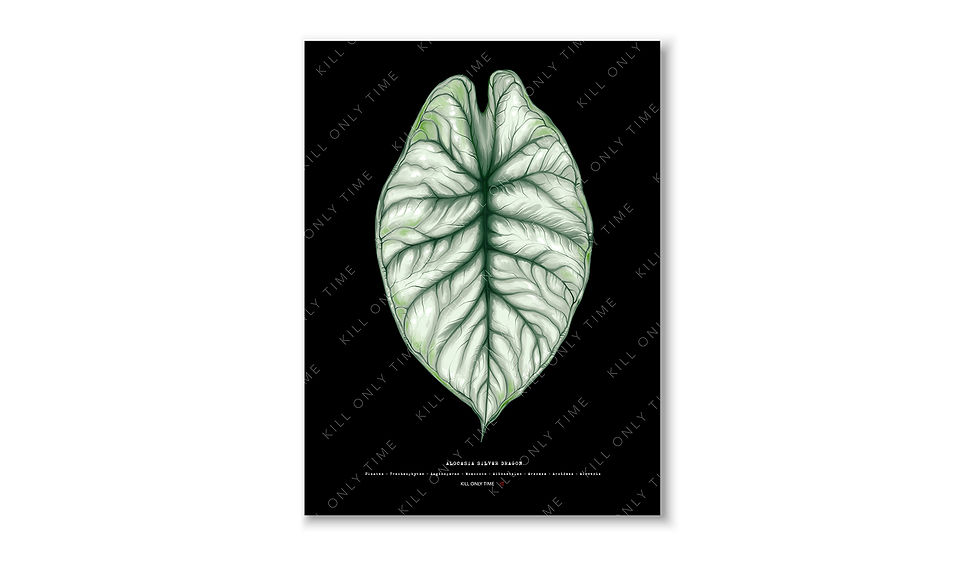 Alocasia Silver Dragon Art Print