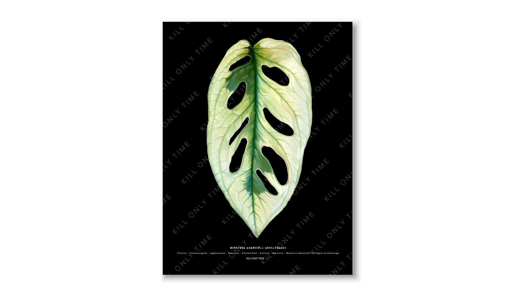 Monstera Adansonii Archipelago Art Print