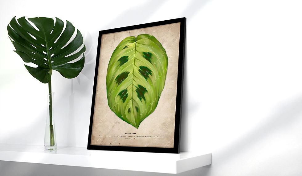 Thumbnail: Maranta Green Art Print