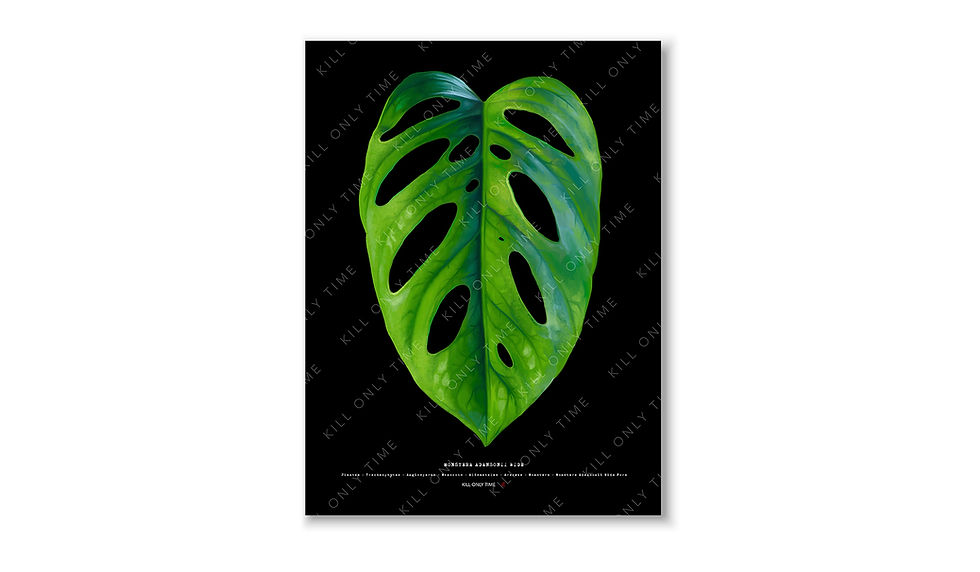 Monstera Adansonii Wide Form Art Print