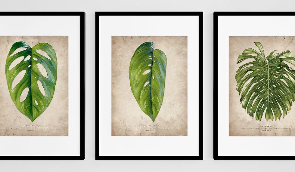 Thumbnail: Monstera Adansonii Narrow Form Art Print