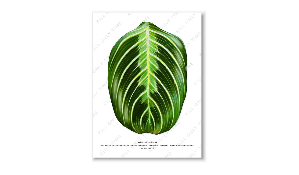Thumbnail: Maranta Lemon Lime Art Print