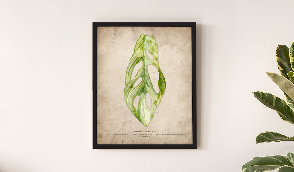 Thumbnail: Monstera Adansonii Mint Art Print