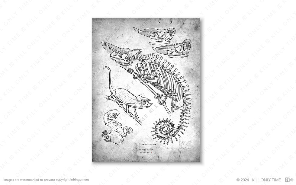 Thumbnail: Jackson's Chameleon Skeleton Art Print