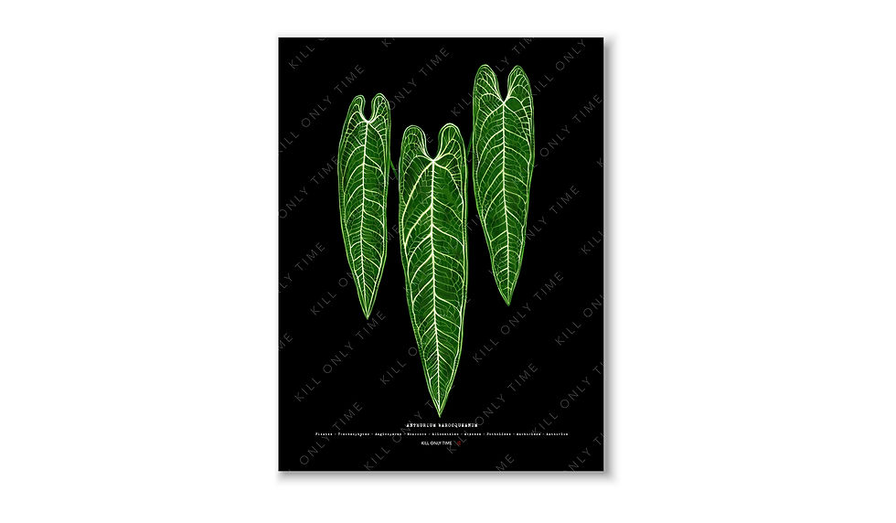 Anthurium Warocqueanum Art Print