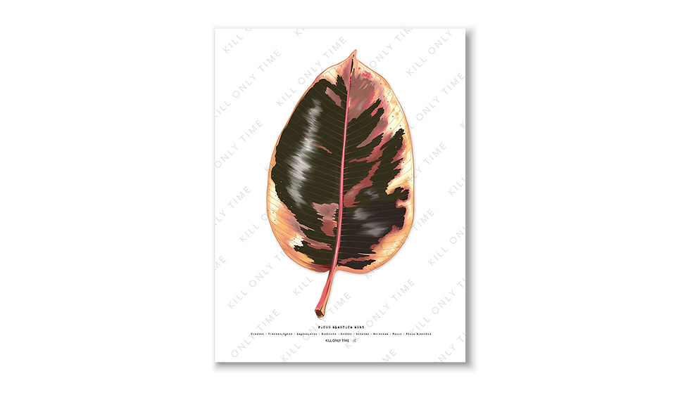 Thumbnail: Ficus Elastica Ruby Art Print
