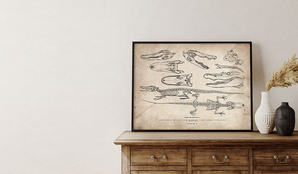 Thumbnail: American Alligator Skeleton Art Print