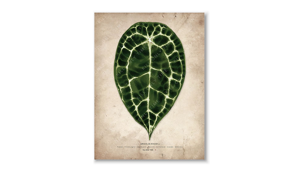 Thumbnail: Anthurium Forgetii Art Print