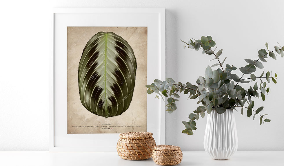 Thumbnail: Maranta Black Art Print