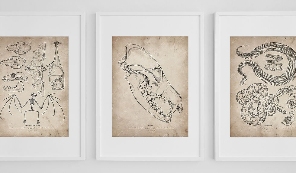 Thumbnail: Coyote Skull Art Print