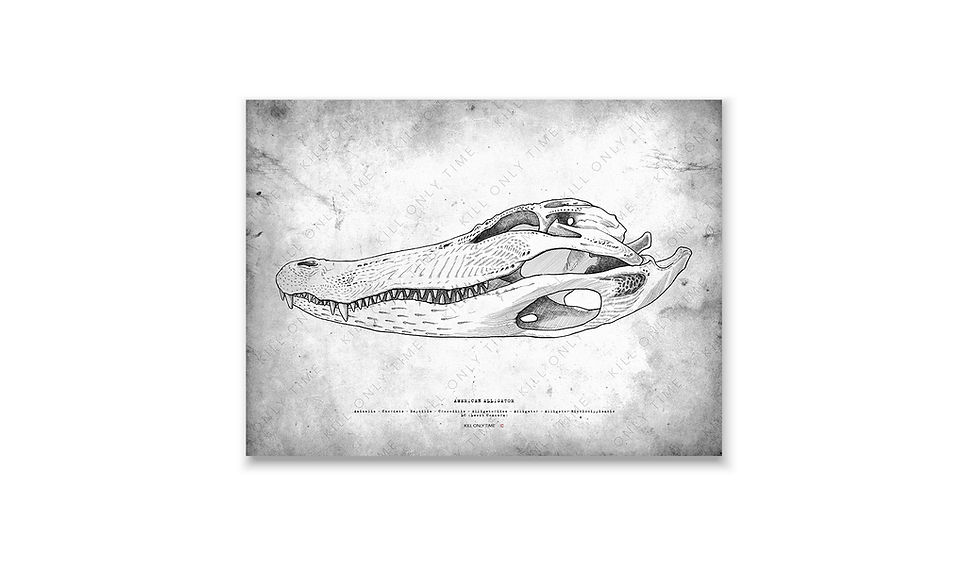 Thumbnail: American Alligator Skull Art Print