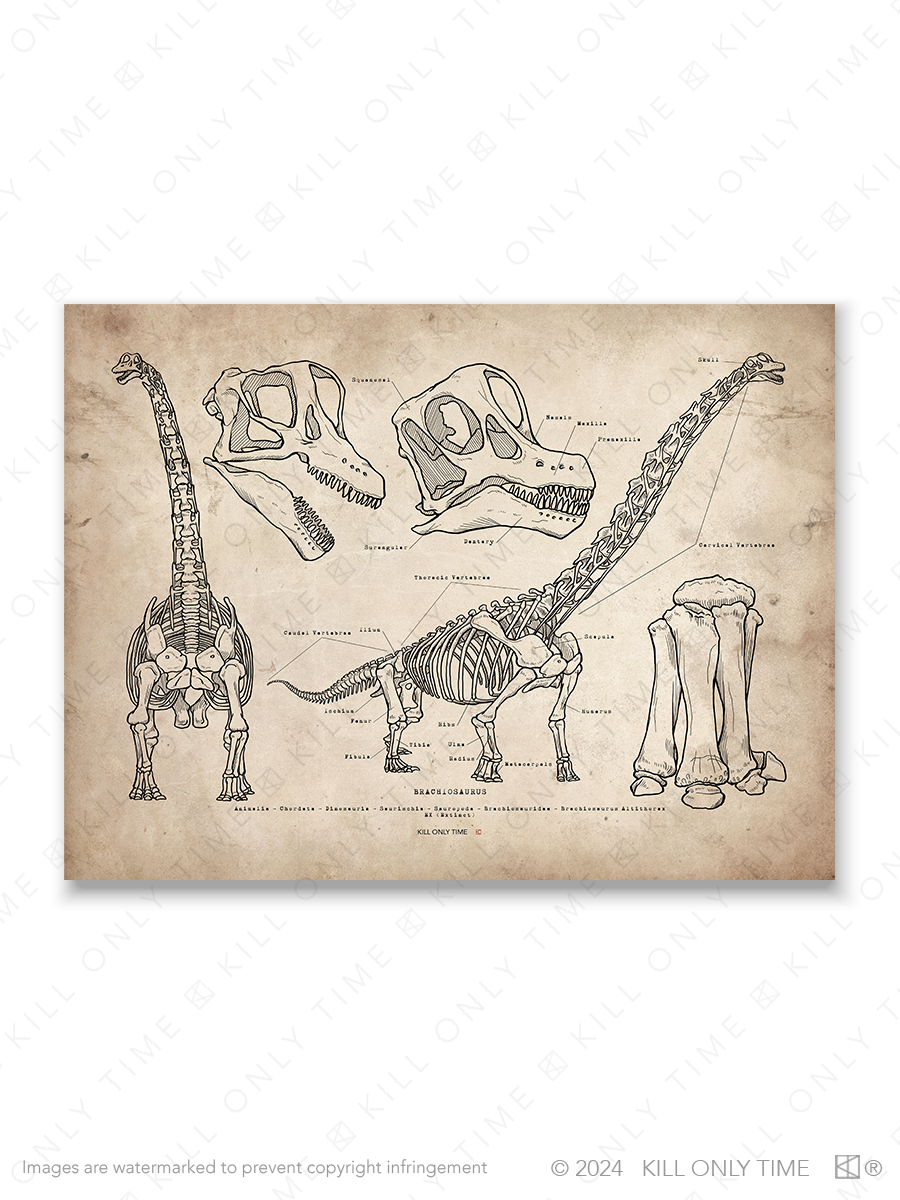 Thumbnail: Brachiosaurus Skeleton Art Print