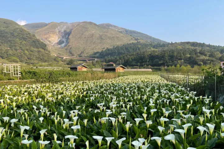 白色海芋與山景和藍天