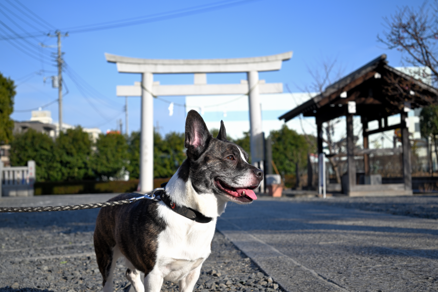 2026 日本東京寵物神社 5 選推薦 | 狗狗貓咪祈福御守、參拜攻略一次看