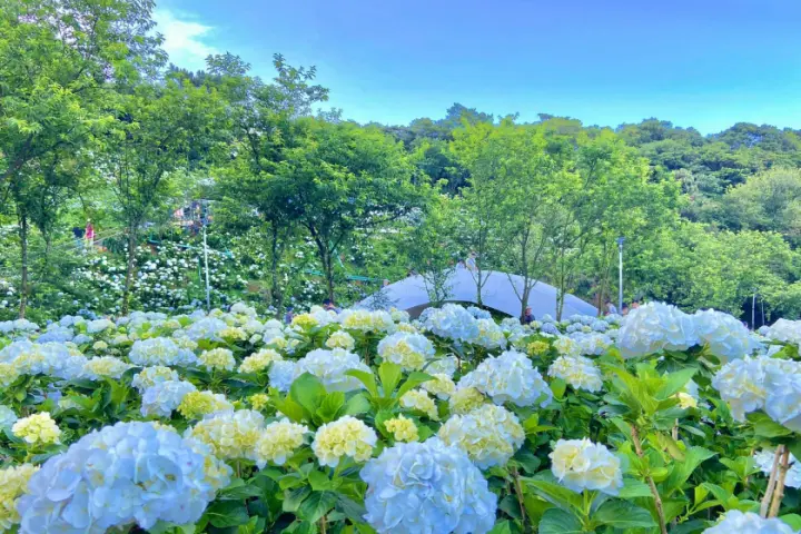 黃白相間的繡球花叢中設有純白拱橋