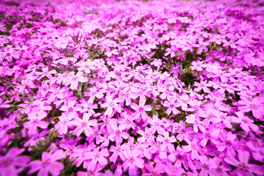 充滿粉紅色芝櫻花田，鮮豔而生氣勃勃，背景模糊，營造出柔和浪漫的氛圍。