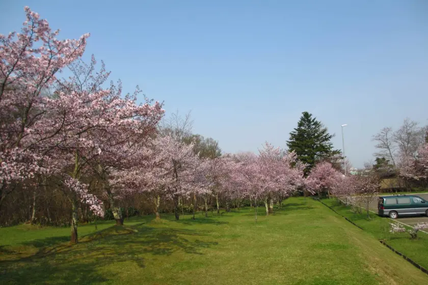 「旭山公園」山坡上的粉紅櫻花綻放，與綠意草地相互映襯