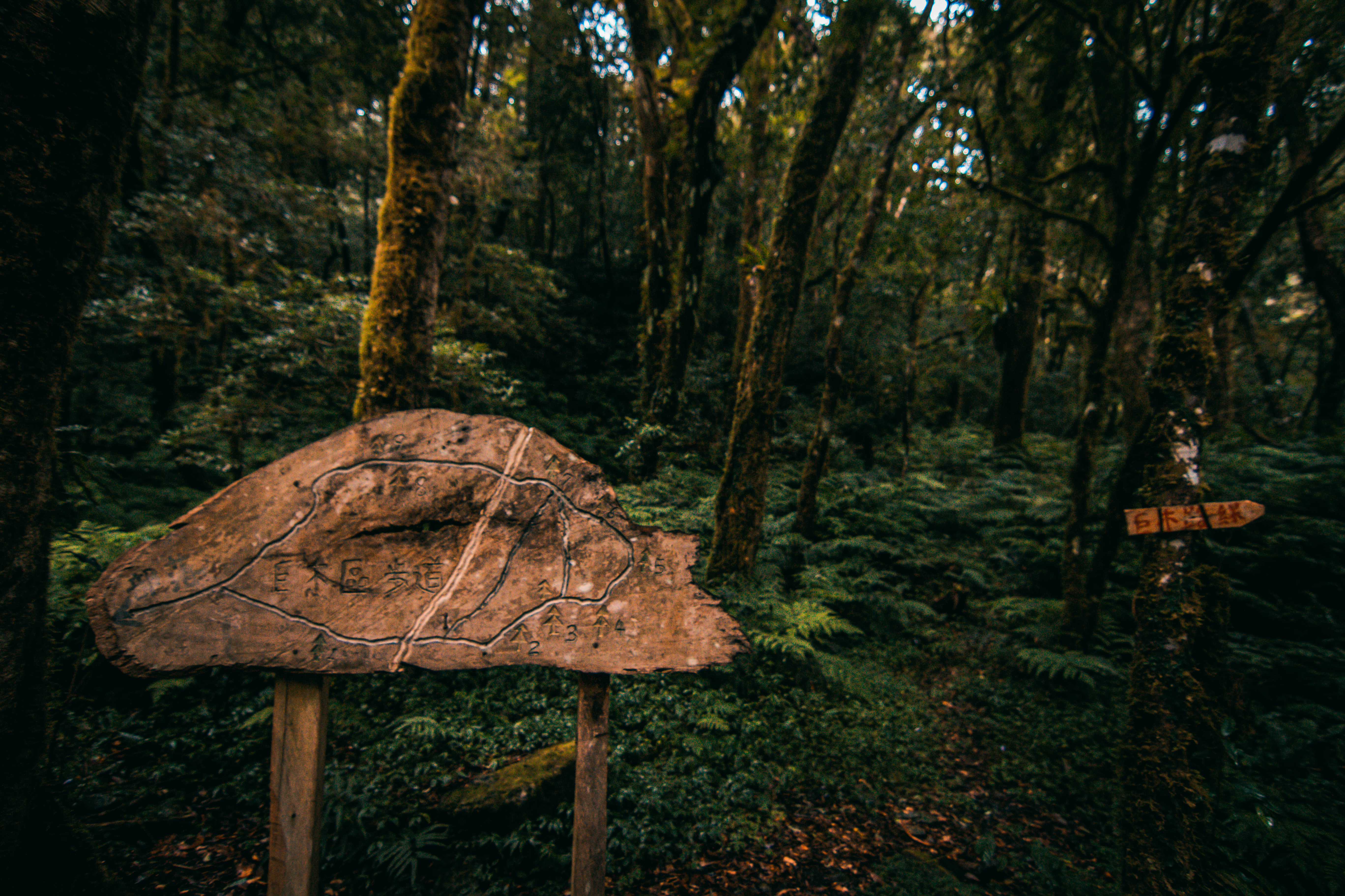 木牌在樹林間指引
