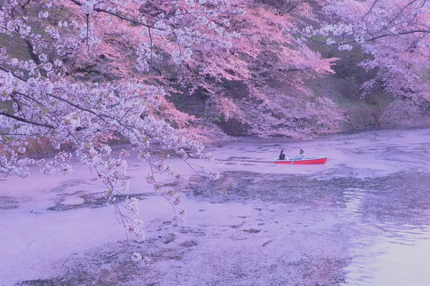 千鳥淵湖旁盛開的櫻花樹，粉色花海倒映在湖畔上，湖上還有一艘紅色的小船