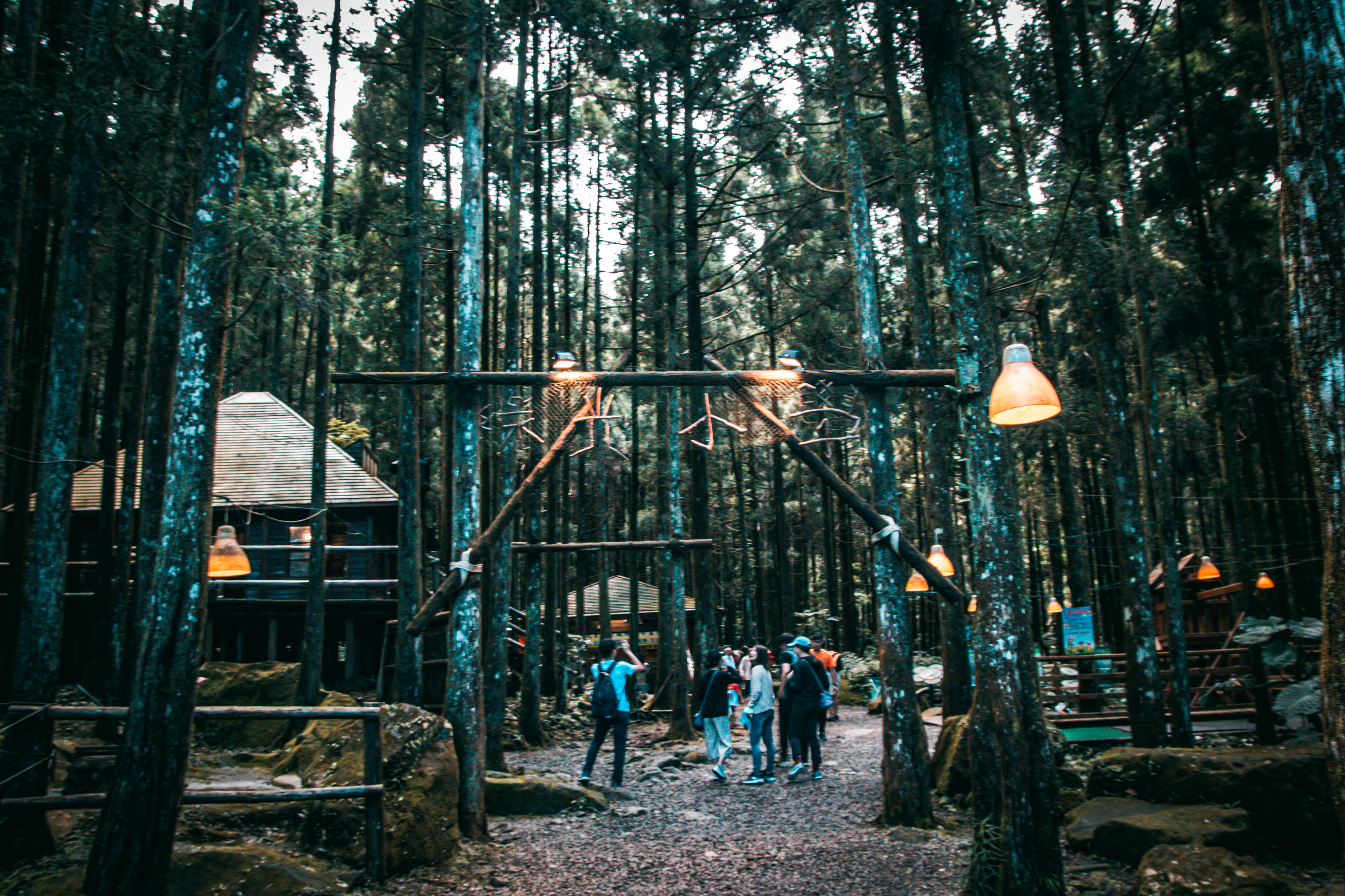 森林中的小區域