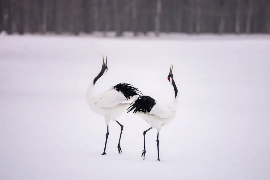雪地裡兩隻紅頂鶴並肩站立、仰頭鳴叫，黑白羽毛醒目，背景是模糊的冬季樹林，畫面靜謐清冷。