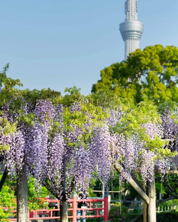 龜戶天神社紫色藤蘿攀附於木架上，遠方是晴空塔，背景有綠樹。畫面清新怡人，色彩明亮。
