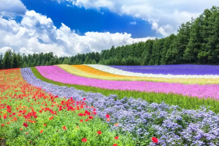 藍天白雲下，森林前一片花海，紅、紫、粉、黃、白等彩色花帶層層鋪開，景色明亮絢麗，寧靜如畫。