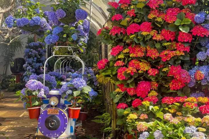 復古小火車載滿紫色花朵，與紅色花牆相互輝映。