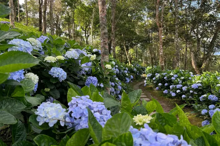 高聳樹林中，步道兩側開滿粉嫩的藍紫色繡球花海