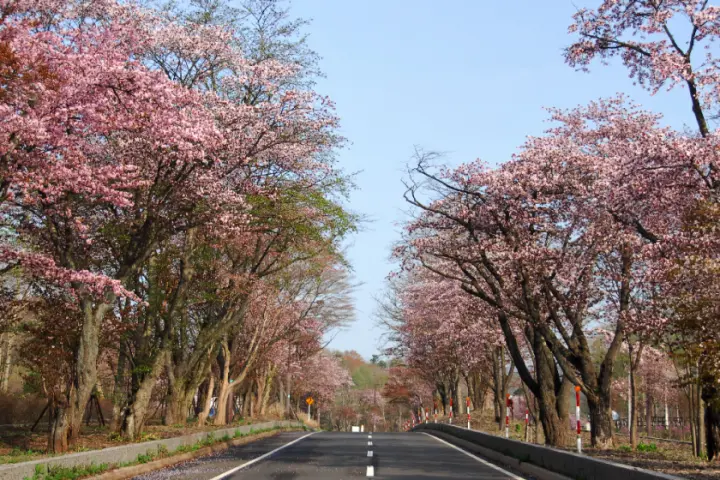 「登別櫻花大道」兩旁開滿濃豔的蝦夷山櫻，形成浪漫的櫻花隧道