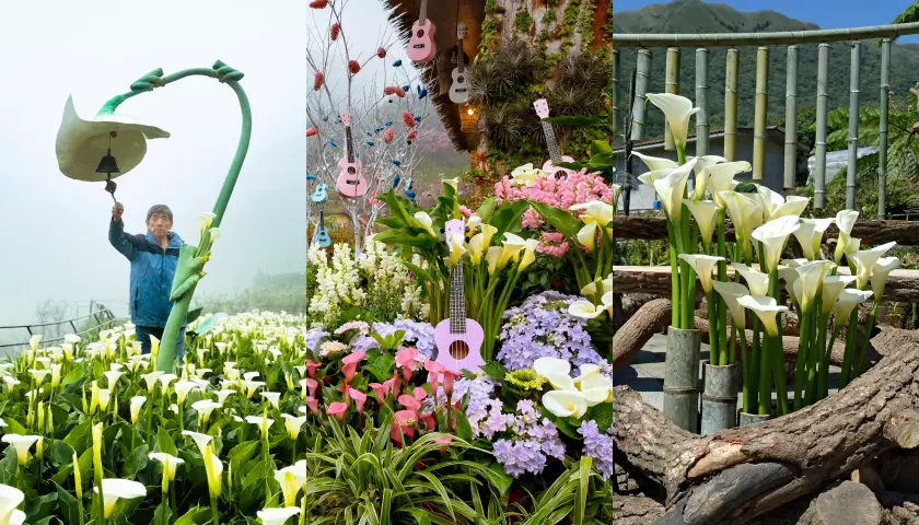 竹子湖海芋季花藝設計，遍布的海芋以及裝置藝術、烏克莉莉和樹木等